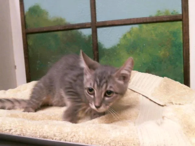 A baby small-sized female Domestic Short Hair cat named Roxie for adoption in Houston, TX