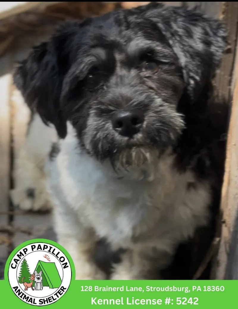 A young medium-sized male Havanese dog named Benny for adoption in Stroudsburg, PA