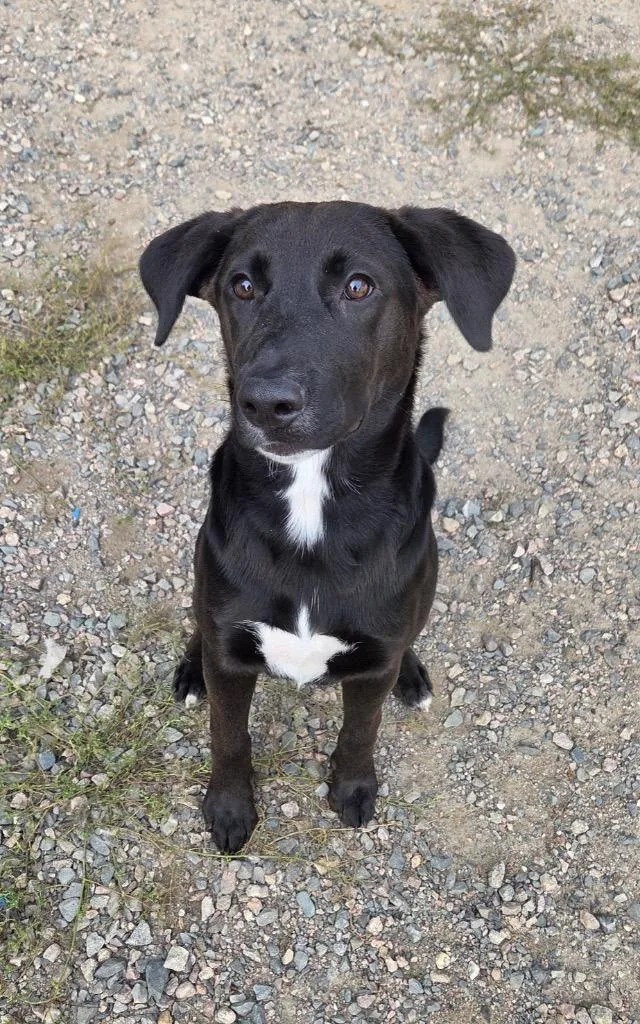 A baby medium-sized female Mixed Breed dog named Lolly for adoption in Virginia, MN