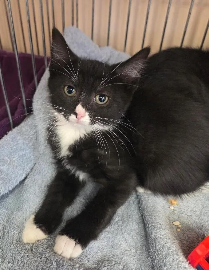 A baby medium-sized female Black Domestic Short Hair cat named Laurel for adoption in East Brunswick, NJ