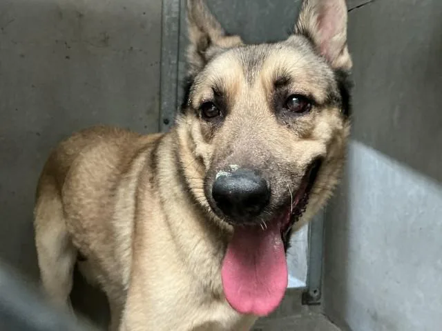 A young large-sized male German Shepherd Dog dog named Vince for adoption in San Bernardino, CA