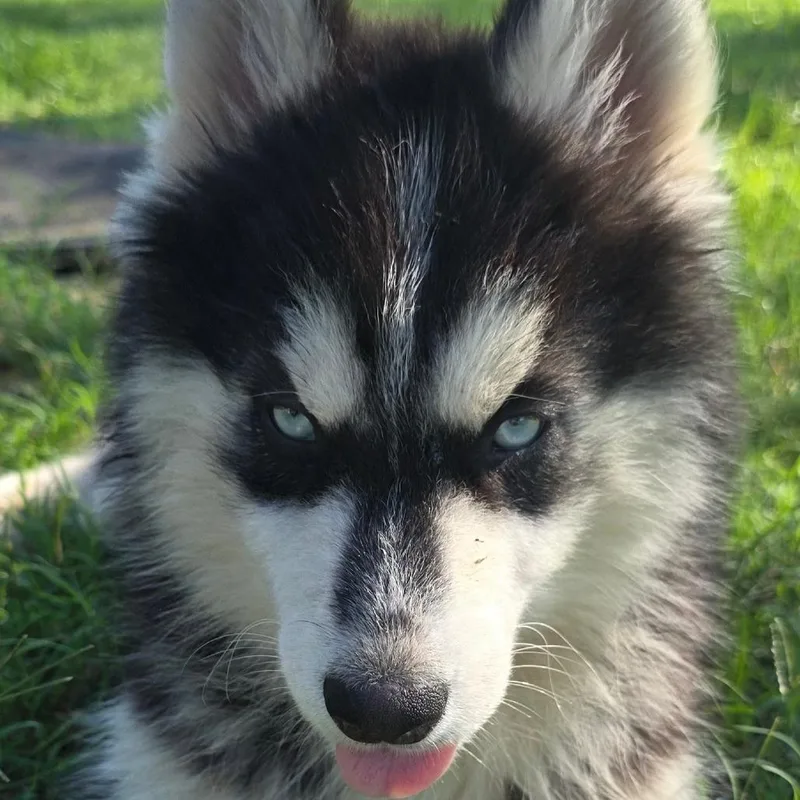 A baby large-sized female Black Alaskan Malamute dog named Winter Dd for adoption in Austin, TX