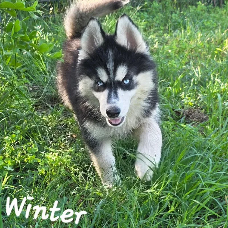 Winter Dd thumbnail 4