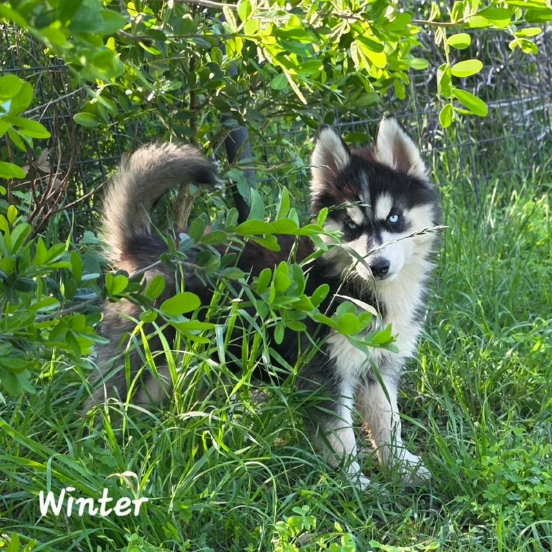 Winter Dd thumbnail 5