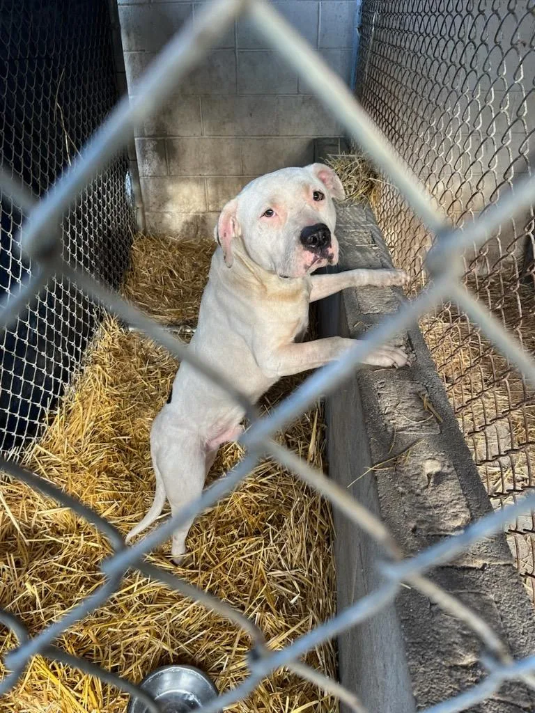 Tugg Speedman thumbnail 2