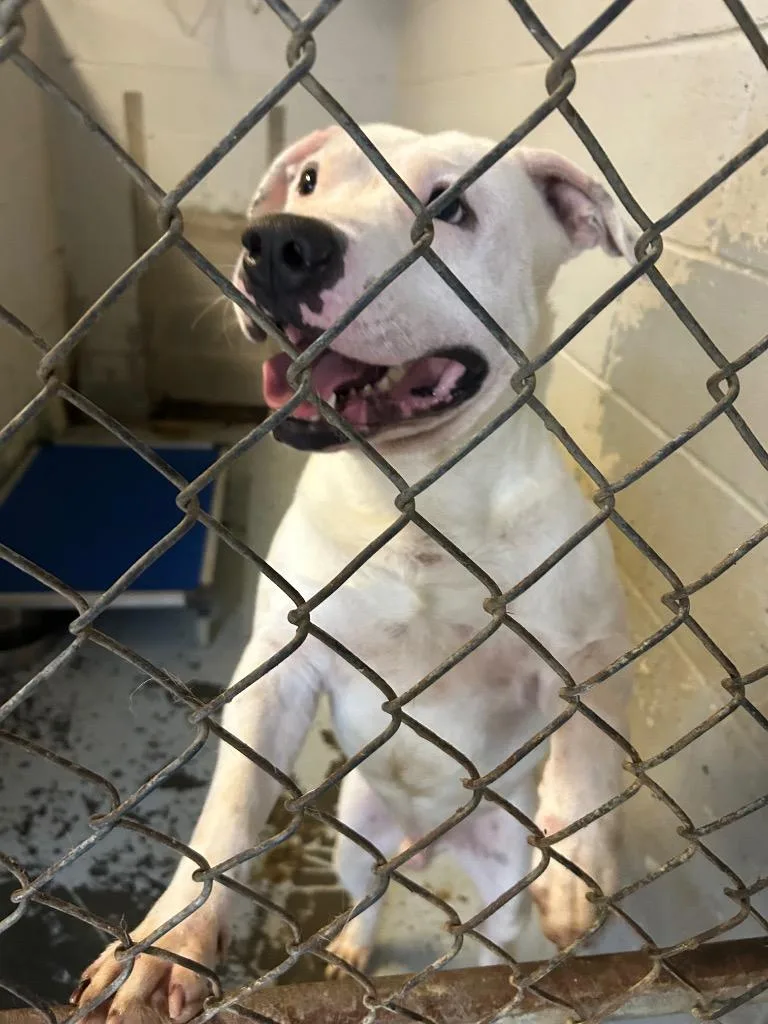 Tugg Speedman thumbnail 3