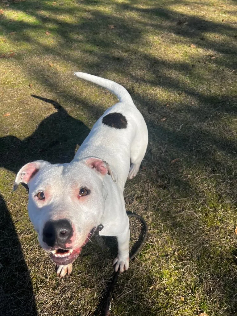 Tugg Speedman thumbnail 4