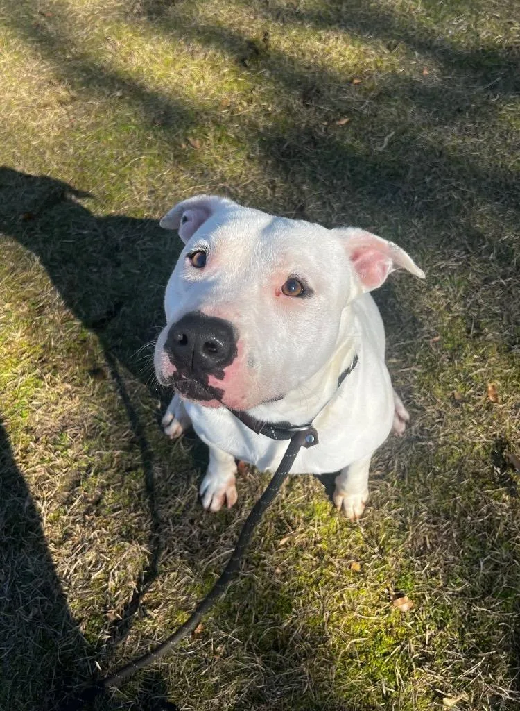 Tugg Speedman thumbnail 5