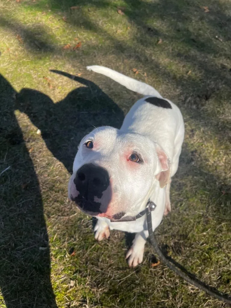 Tugg Speedman thumbnail 6