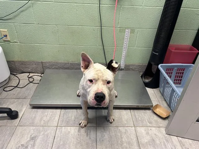 An adult large-sized male Pit Bull Terrier dog named Shorts for adoption in Grand Prairie, TX