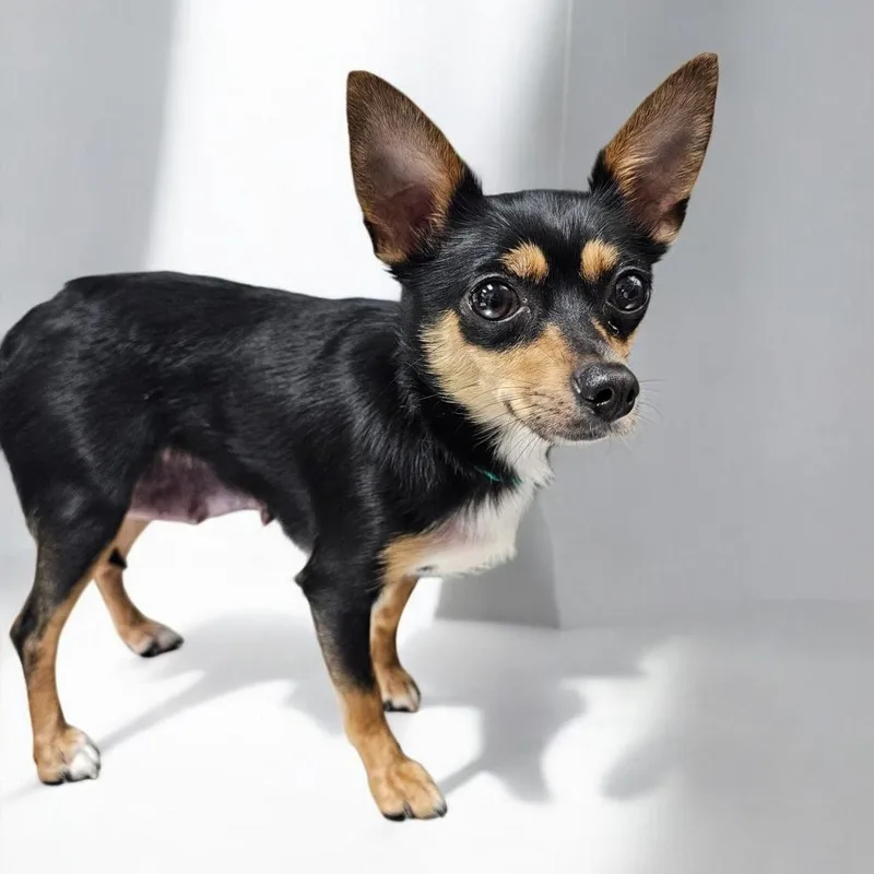 A young small-sized female Black Chihuahua dog named Beba for adoption in Normal, IL