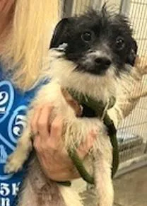 An adult small-sized male Mixed Breed dog named Otis for adoption in Madison, NJ