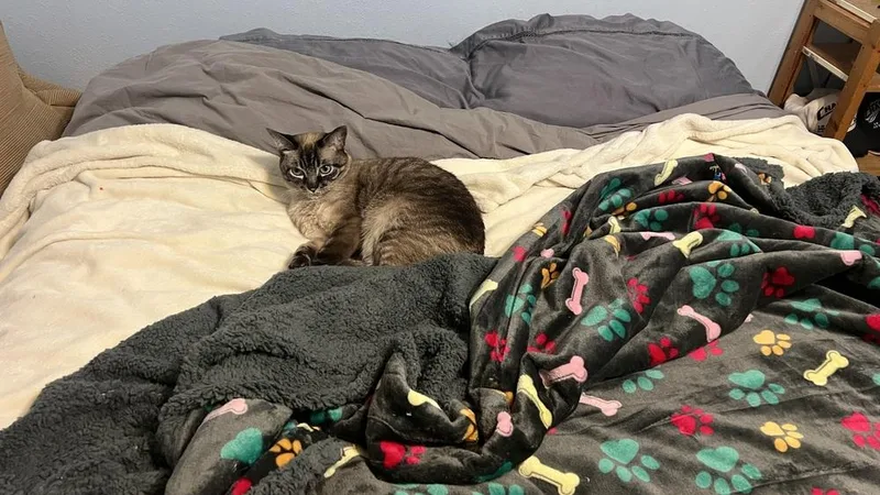 An adult medium-sized male Siamese cat named Magic for adoption in Austin, TX