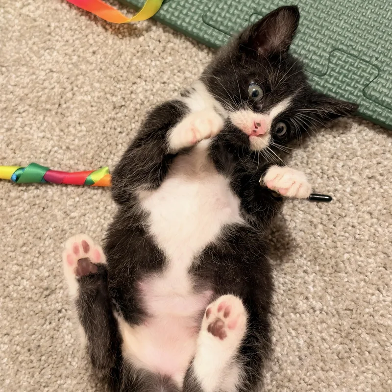 A baby medium-sized male Black & White / Tuxedo Domestic Short Hair cat named Bluegill for adoption in Pasco, WA