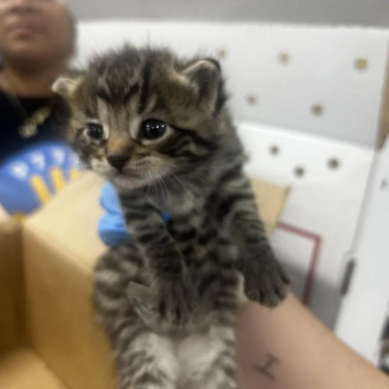 A baby small-sized male Brown / Chocolate Domestic Short Hair cat named Simon for adoption in Newark, NJ