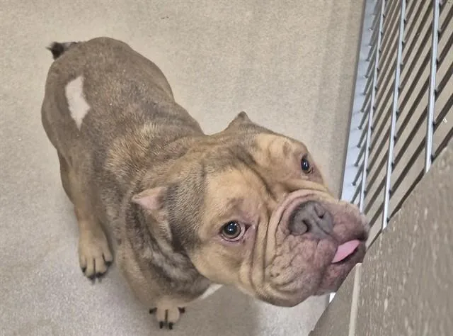 An adult medium-sized male American Bulldog dog named Oscar The Grouch for adoption in Decatur, IL