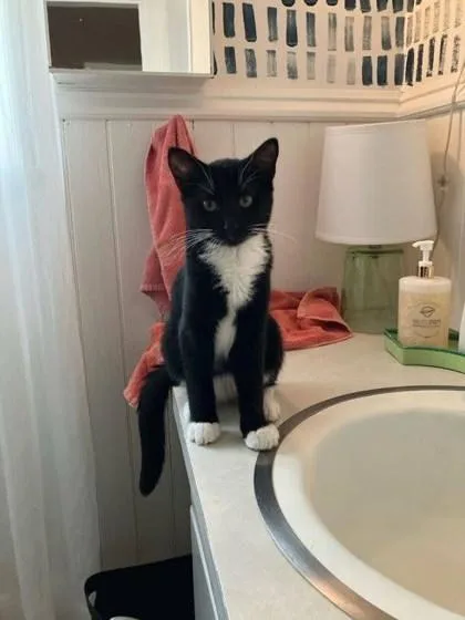 A baby small-sized male Domestic Short Hair cat named Spats for adoption in Winona, MN