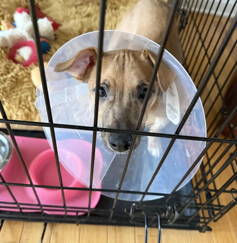 Cinnamon Spice thumbnail 2