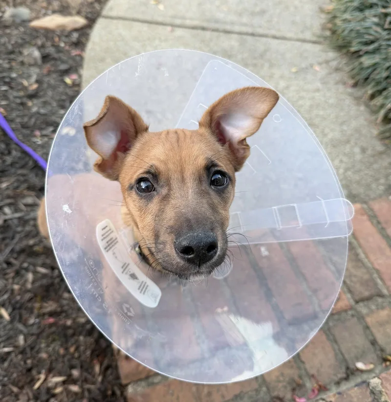 Cinnamon Spice thumbnail 3