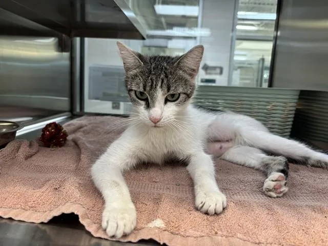 A young medium-sized female Domestic Short Hair cat named Char for adoption in Colorado Springs, CO