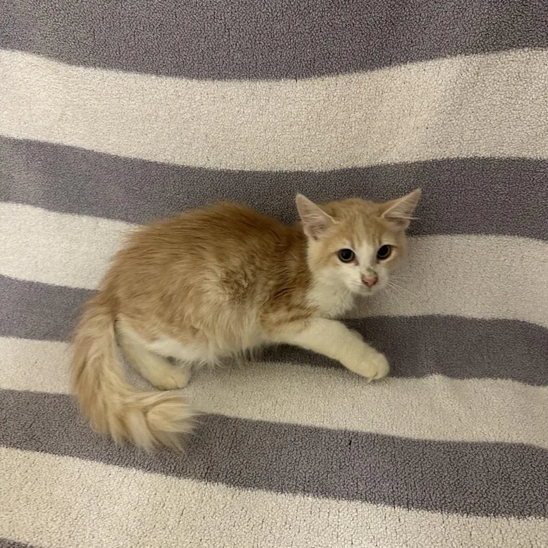 A baby small-sized male Domestic Medium Hair cat named Pen for adoption in Newberg, OR