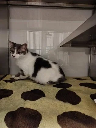 An adult large-sized female Domestic Short Hair cat named Farris for adoption in Gastonia, NC