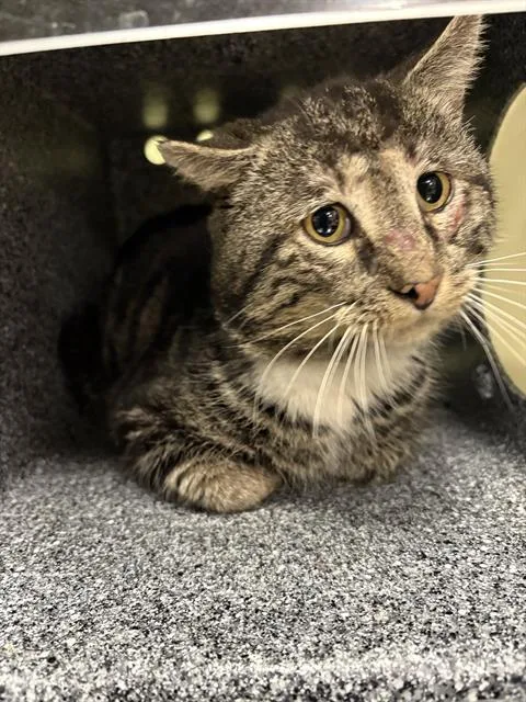 A senior small-sized male Domestic Short Hair cat named Maxwell for adoption in Indianapolis, IN