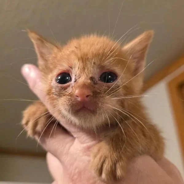 A baby small-sized female Orange / Red Domestic Short Hair cat named Prairie for adoption in Okmulgee, OK