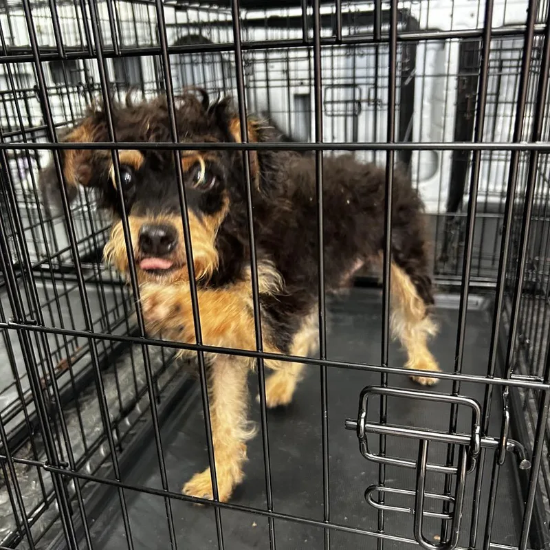 A young small-sized male Black Mixed Breed dog named Latte for adoption in Jupiter, FL