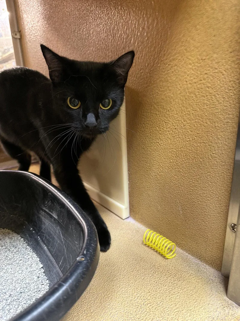 An adult medium-sized female Black Domestic Short Hair cat named Paula for adoption in Wheaton, IL