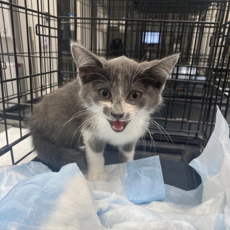 A baby small-sized female Gray / Blue / Silver Domestic Short Hair cat named Dollhouse for adoption in Westminster, CA