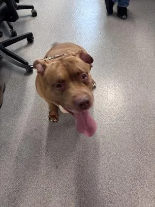 An adult extra large-sized male Mixed Breed dog named Big Red for adoption in West Chester, PA