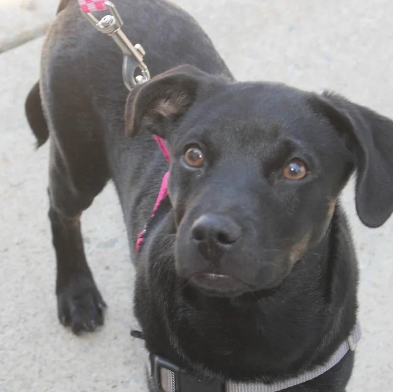 A young medium-sized female Black Feist dog named Cora Beth for adoption in Stuarts Draft, VA
