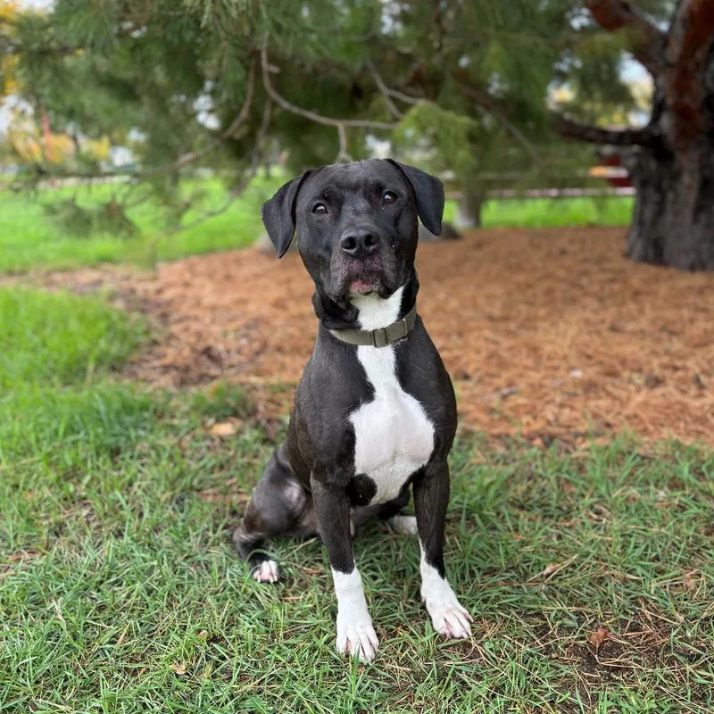 A young medium-sized male Black Pit Bull Terrier dog named Nemo for adoption in Fargo, ND