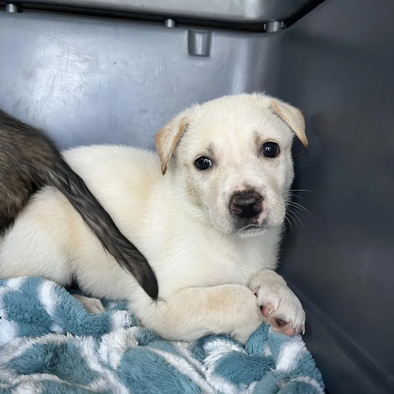 A baby small-sized female White / Cream Shepherd dog named Isla for adoption in Ashland, OR