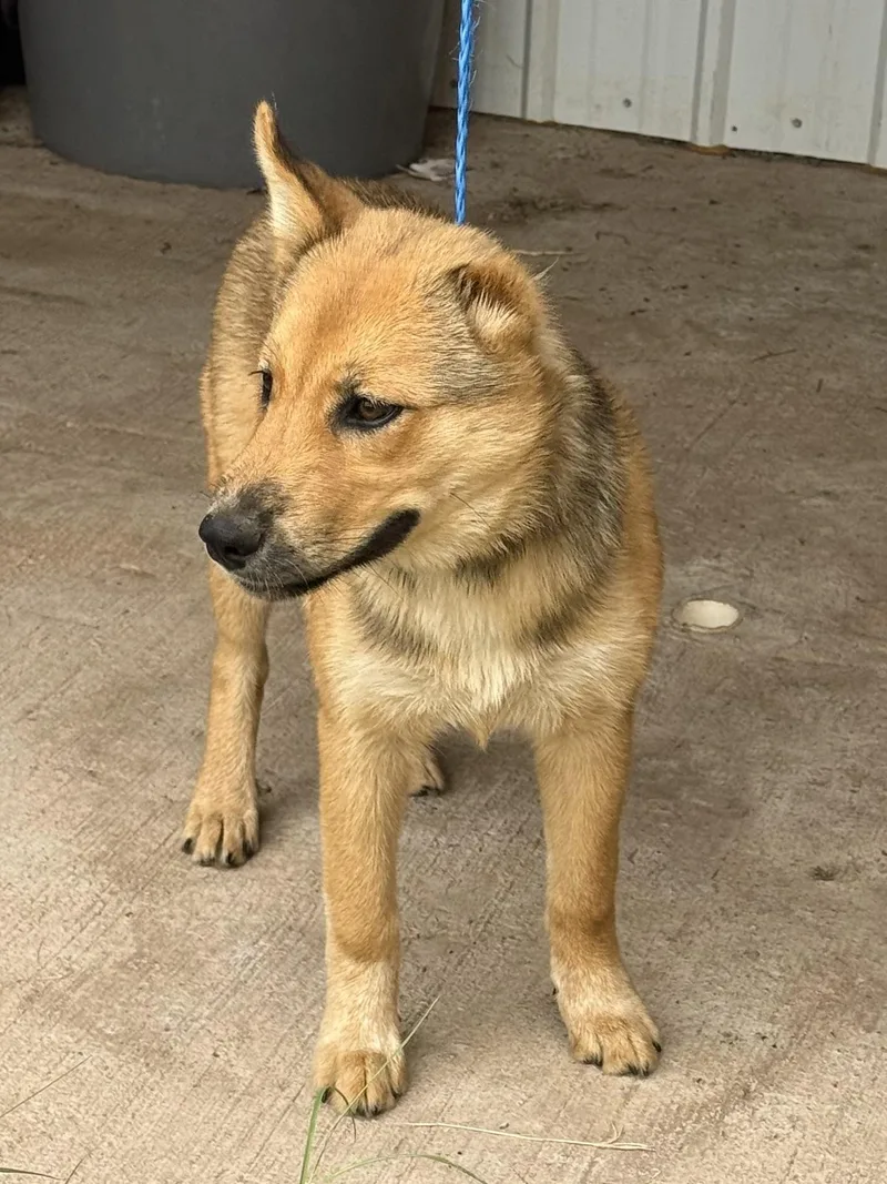 A young medium-sized male Australian Cattle Dog / Blue Heeler dog named Vince for adoption in Dripping Springs, TX