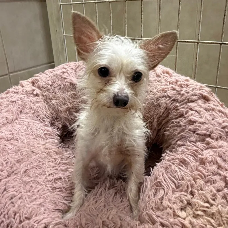 An adult small-sized female Chihuahua dog named Tammy for adoption in Kerrville, TX