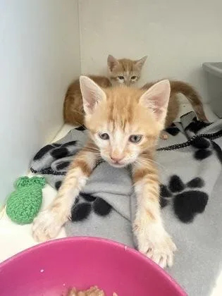 A baby small-sized female Domestic Short Hair cat named Dot for adoption in Manteo, NC