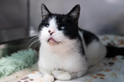 An adult medium-sized female Domestic Short Hair cat named Faith for adoption in Ringoes, NJ