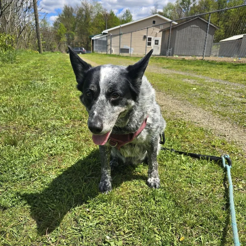 A senior medium-sized female Black Australian Cattle Dog / Blue Heeler dog named Nova for adoption in Saint Marys, PA
