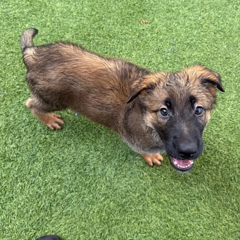 A baby small-sized male Belgian Shepherd / Malinois dog named Steele for adoption in LOXAHATCHEE, FL