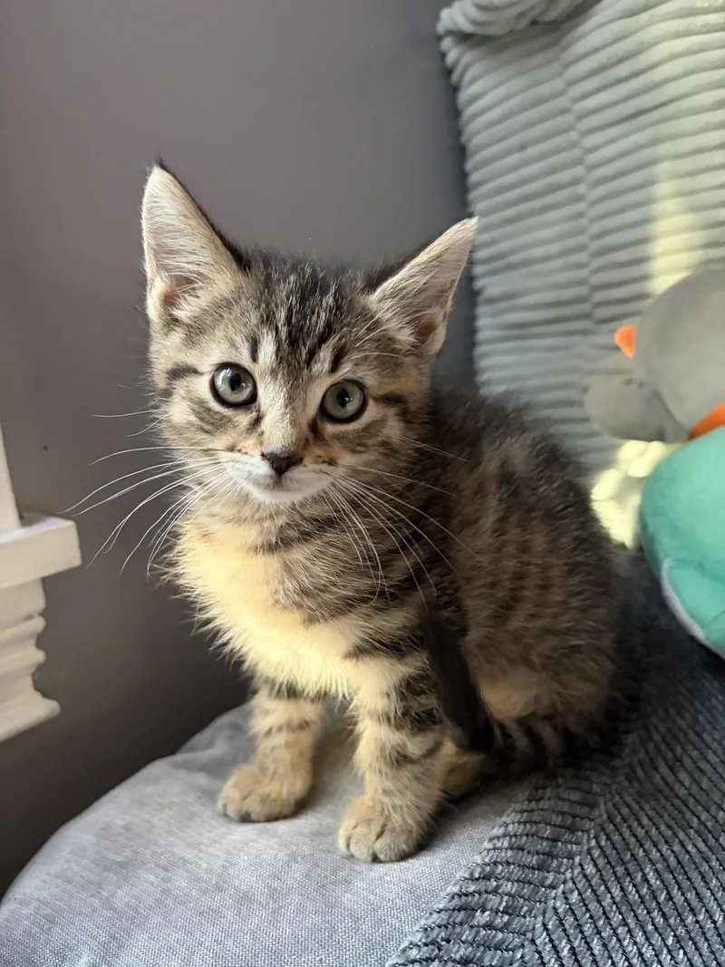 A baby medium-sized female Domestic Short Hair cat named Ophelia for adoption in Rootstown, OH