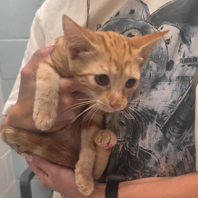 A baby small-sized male Orange / Red Domestic Short Hair cat named Cj for adoption in Jacksonville, FL