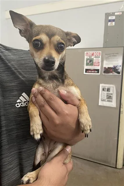 An adult small-sized female Mixed Breed dog named Pecan for adoption in Dallas, TX