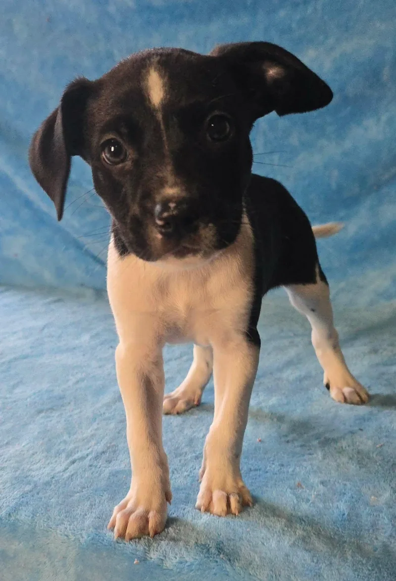 A baby medium-sized male White / Cream Terrier dog named Huckleberry for adoption in Newport, TN