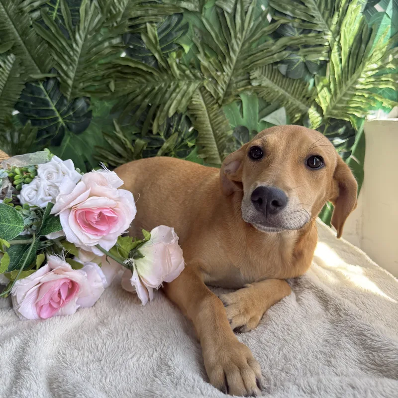 A baby medium-sized female Golden Mixed Breed dog named Abbey for adoption in Richmond, VA
