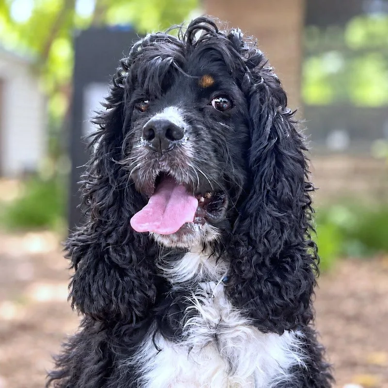 An adult small-sized male Black Cocker Spaniel dog named Deion for adoption in Boerne, TX