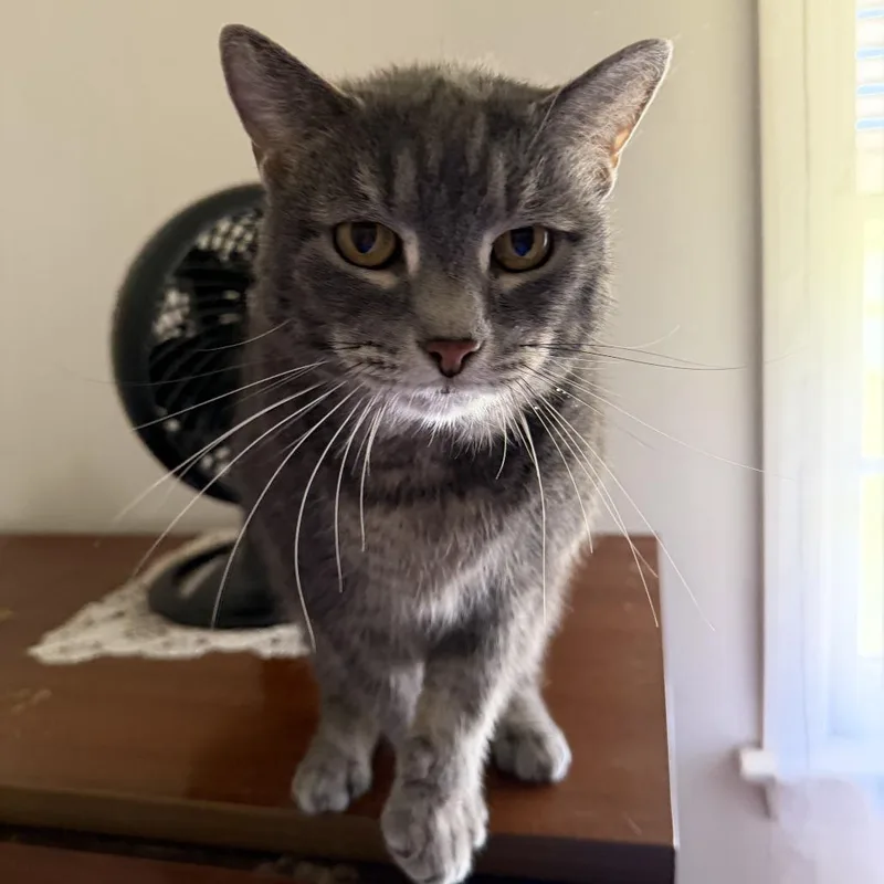 A senior medium-sized male Domestic Medium Hair cat named Leo for adoption in Toms Brook, VA