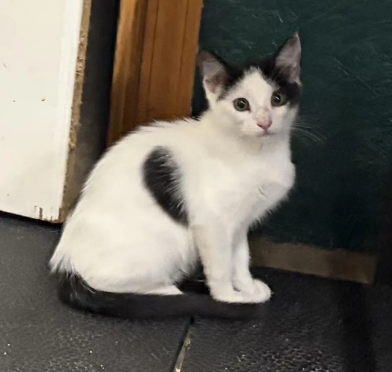 Oreo