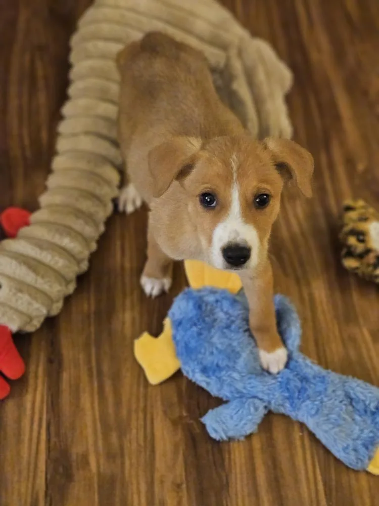 A baby medium-sized male Mixed Breed dog named WRX Subaru for adoption in Waunakee, WI